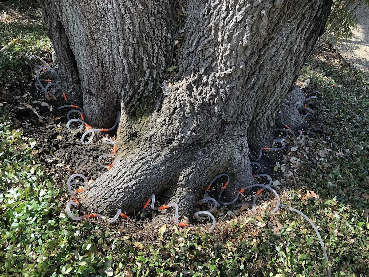 Detailed Tree Cabling and Bracing job site in Allen Junction