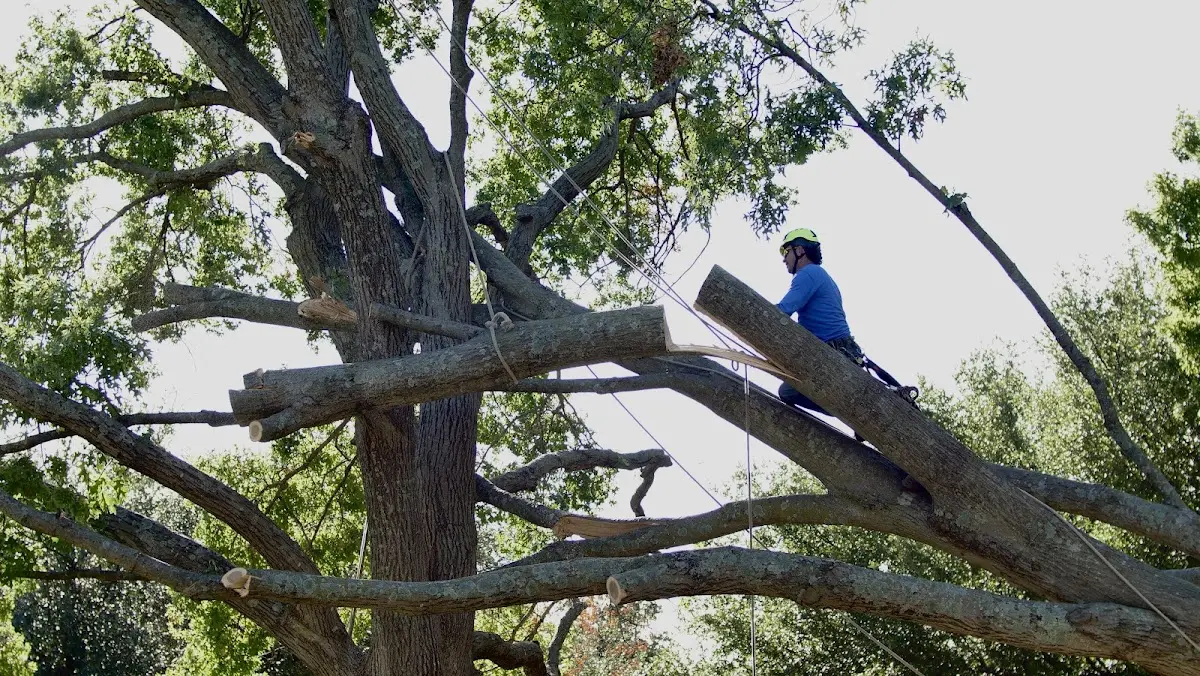 Professional Crown Thinning performed by certified arborists in Allen Junction